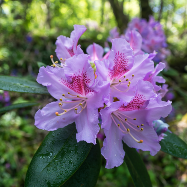 紫花杜鹃 紫花杜鹃