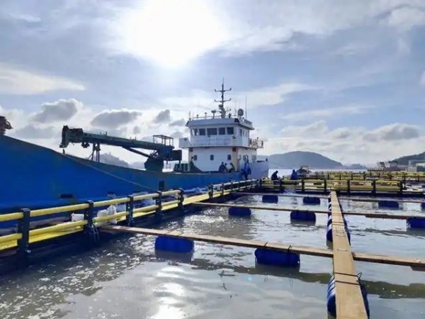 专船护送、成活率85%！550万尾大黄鱼苗“入住”海洋牧场，首批10月上市